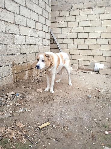 İtlər: Qurdbasar — 11