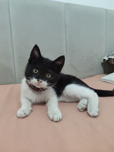 черные котята: Кошка даром: Беспородная, 3 месяца, Девочка, Приучена к лотку