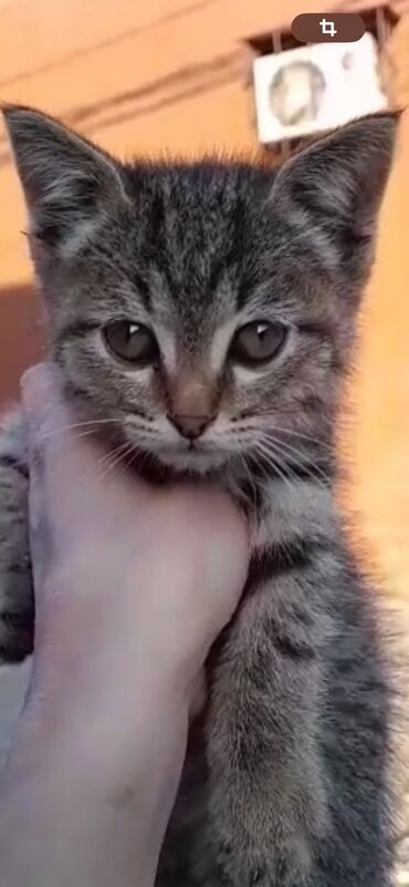 рамка для пчелы: Кошка даром: Беспородная, 2 месяца, Мальчик, Приучена к лотку, Проглистована