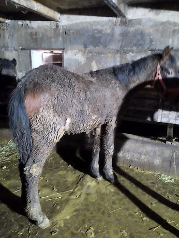 Лошади, кони: Продаю | Жеребенок | Для разведения | Племенные — 1