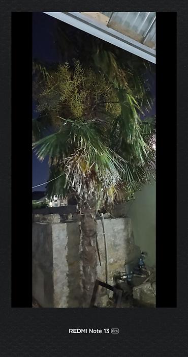limon ağaçı: Təcili satılır qiymətde razılaşmaq olar binededi Dekorativ palma ağacı — 2