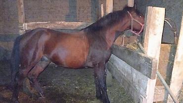 коньи: Продаю | Жеребец | Рабочий — 5
