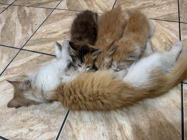 британская короткошерстная кошка золотая шиншилла: Кошка даром: Беспородная, 2 месяца, Мальчик