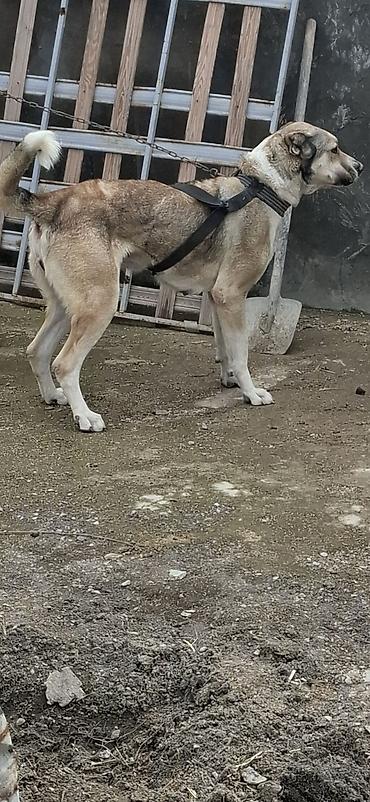 İtlər: Qurdbasar, 2 il, Dişi, Ünvandan götürmə -da lalafo.az — 2 İtlər: Qurdbasar, 2 il, Dişi, Ünvandan götürmə — 2