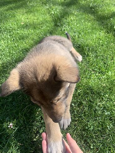 Продажа собак: Лайка, 2 месяца, Самец — 15