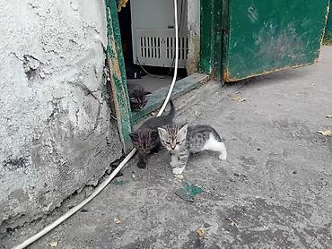 Отдам даром кошку: Кошка даром: Беспородная, 1 месяц, Девочка, Метис — 1