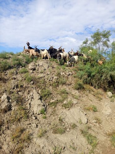животные в добрые руки: Məhsul: Dağlıq şəraitə uyğun yerli keçi sürüsü salam sağlam və akdif
