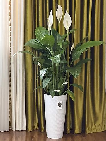 пакрывало: Спатифиллум (Spathiphyllum) в высоком декоративном кашпо - Крупный — 2