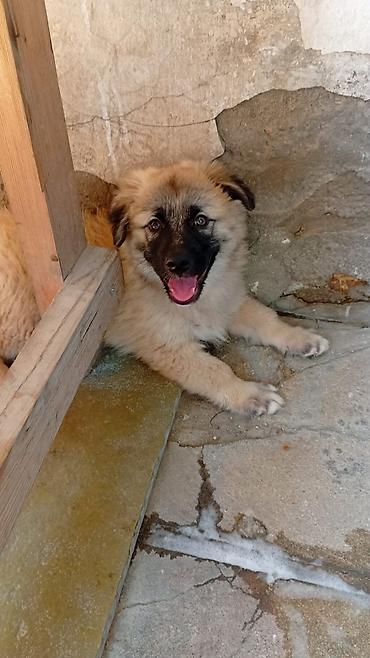 İtlər: 3 ay, Erkək, Peyvəndli — 2