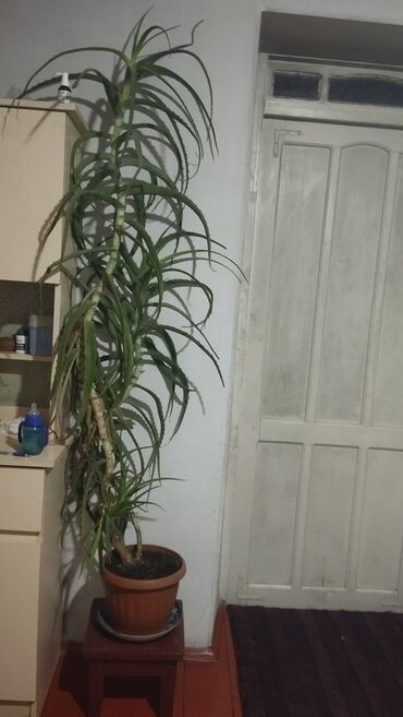 растения для офиса: 8 жылдык Алоэ гулу сатылат байланыш номери