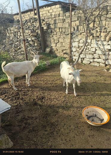 halep keçisi satilir: 2eded BOĞAZ Damazlığ Ətlik. Südlük Dişi KEÇİ unvan Maştağa 2disi