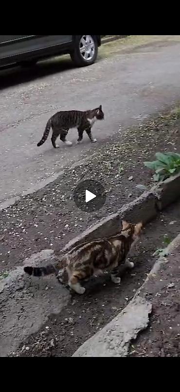 Находка и пропажа кошек: Пропал кот в районе панфилова/жибек-жолу, пропал в сентябре. Кот — 7