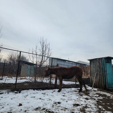 Лошади, кони: Продаю | Конь (самец), Жеребенок | Полукровка, Английская | Для разведения, Конный спорт — 5