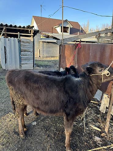 Коровы, быки: Продаю | Корова (самка), Тёлка | Полукровка, Алатауская | Для разведения — 3