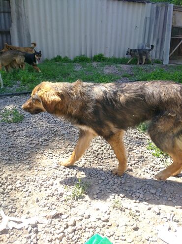 собачк в Кыргызстан | ИГРУШКИ: Собачка стерелезованая привитая.проглистована.отдам в хорошие руки