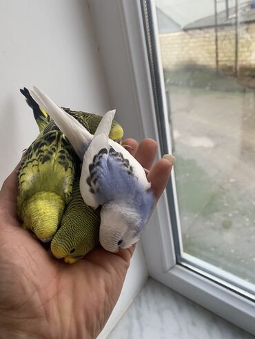 Tutuquşları: Valnis balaları satılır ətraflı məlumat üçün vasapa yazın Birdəki — 6