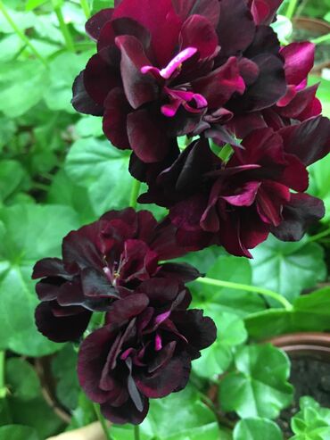 Другие комнатные растения: Пеларгония (плющелистная) — 12