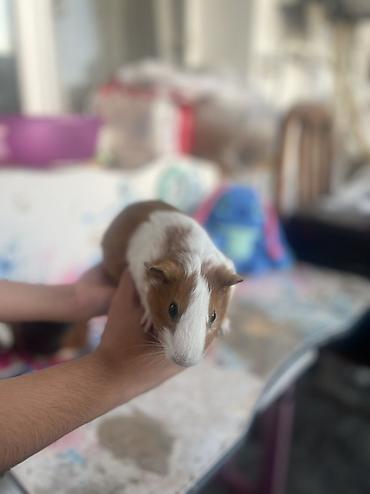 deniz donuzcugu: Deniz donuzcugu ( morskaya svinka) (guinea pig) - Növ: Kobay (guinea — 4