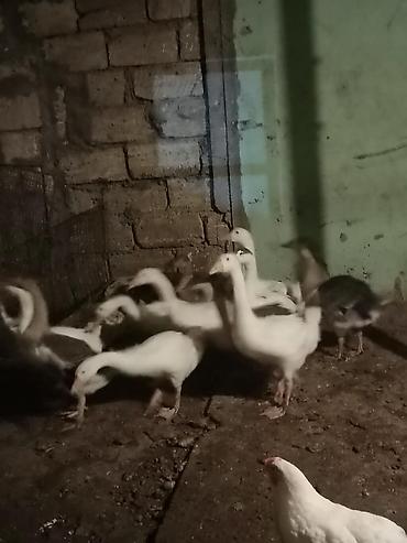 karella quslari: Satlıq qazlar. kuban qallari Şəkillərdə ağ və boz rəngli qazlar — 5
