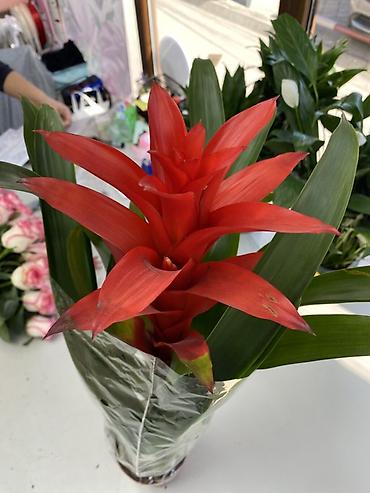 Бөлмө өсүмдүктөрү: Гусмания (Guzmania) в горшке - Декоративное комнатное растение из — 2