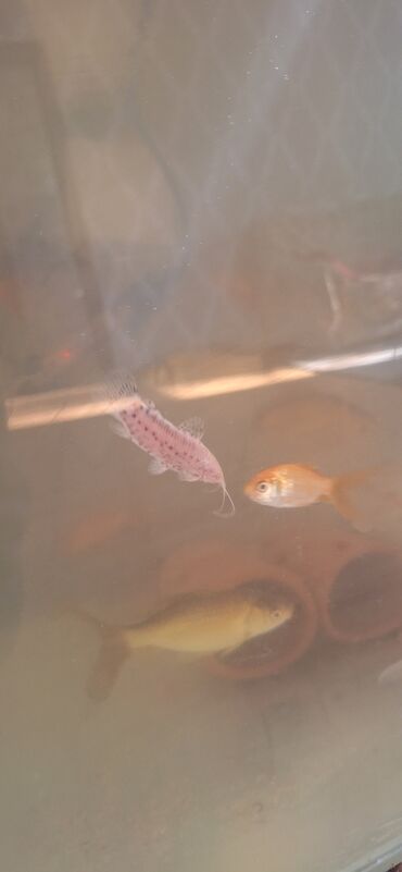 Akvariumlar: Dördbucaq akvarium, Balıqlarla birlikdə, 64 l, Ünvandan götürmə — 6