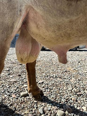 Баран, овца: Продаю | Баран (самец) | Арашан | Для разведения — 5