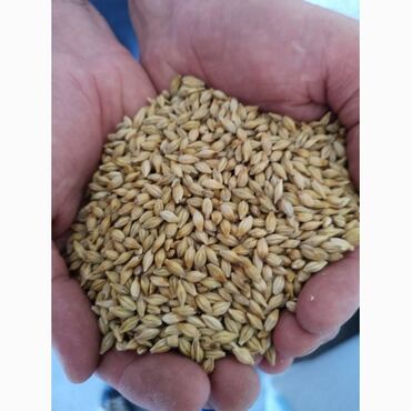 Зерновые культуры: Семена и саженцы Платная доставка