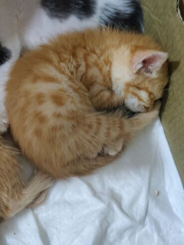 котики в добрые руки: Britan, Erkək, Dişi, Yaxşı əllərə, Ödənişli çatdırılma