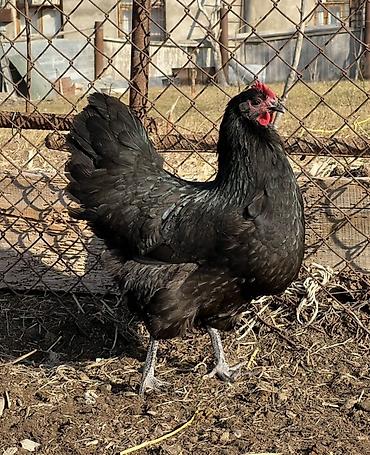 Toyuqlar: Toyuq, Australorp, Damazlıq — 3