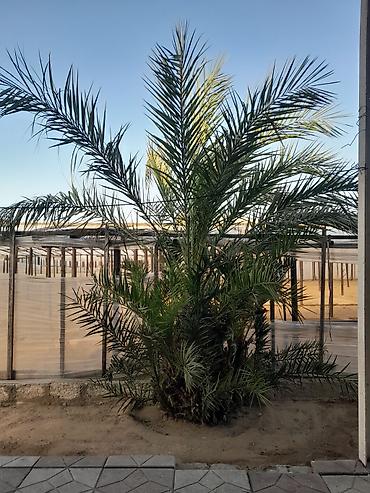 xurma palması: Xurma palmı) ağacı satılır. elaqe wp 070-403-21-30 hündürlüyü 3.4metre — 1
