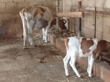 Toyuqlar: Dişi, il: 2, Südlük