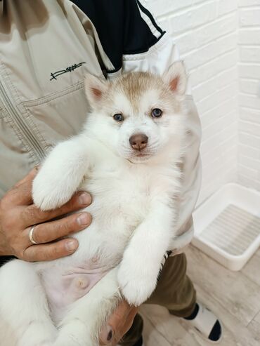 Продажа собак: Племенные щенки хаски с родословной — Kyrgyz Kennel Club. Дата — 8