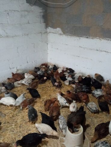 Птицы: Продаю домашние цыплят в возрасте 2 месяца пропоеные антибиотиками и
