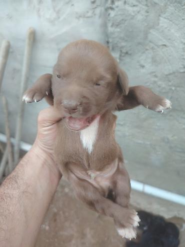 afcarka balası: 20 günlük labrador balalarıdı — 4