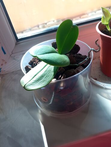 Otaq bitkiləri: Orxideya qehveyi ciçek açir. sağlamdır qeşengdir — 4