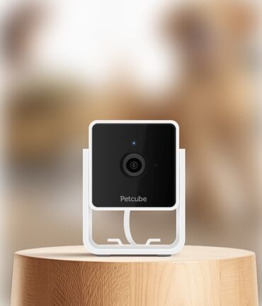 ip камеры besder wi fi камеры: Petcube cam камера видео наблюдения можно говорить и слышать через