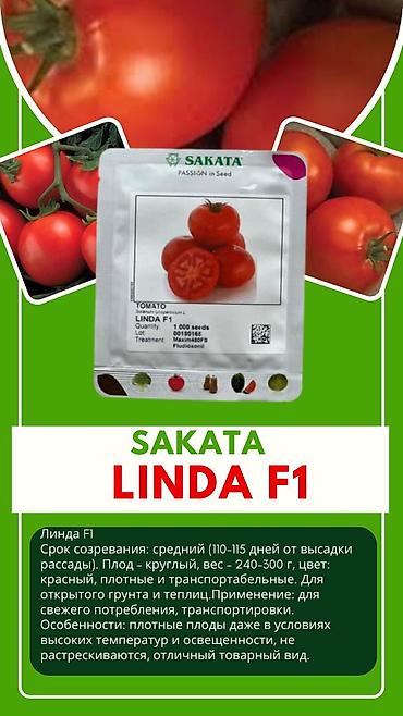 Другие овощные культуры: Семена овощных культур SAKATA (профессиональная серия, фасовка по 1000 — 22