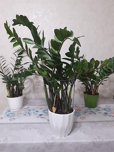Бөлмө өсүмдүктөрү: СРОЧНО продаются красивые ухоженные цветы: долларовое дерево — 1