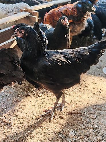 Toyuq, Yumurtalıq lalafo.az -da Toyuq, Yumurtalıq