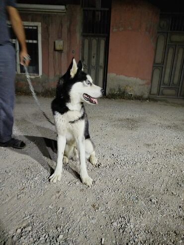 zıvanok itlər: Xaski, 11 ay, Erkek, Peyvəndli, Ünvandan götürmə