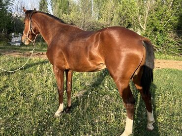 сколько стоит сфинкс кошка: Продаю | Конь (самец)