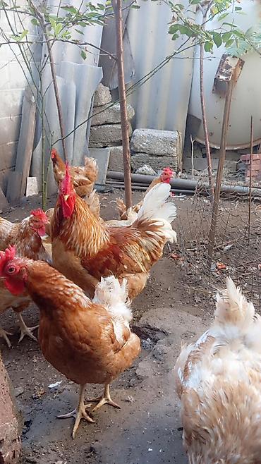 Məhsul: Yerli toyuqlar və xoruzlar (yumurta yönümlü qarışıq rəngli lalafo.az -da Məhsul: Yerli toyuqlar və xoruzlar (yumurta yönümlü qarışıq rəngli