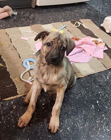 Продажа собак: Дворняжка, 4 месяца, Самка, С прививкой — 9