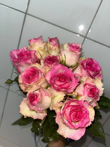 Садовые цветы и кустарники: Саженцы цветка: Розы — 13