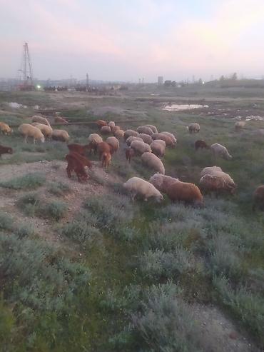 Qoyunlar, qoçlar: Qoyunlar — 5