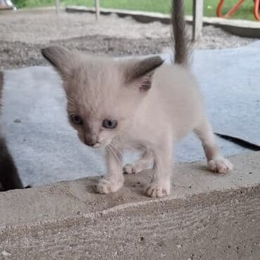 сиамские котята: Кошка даром: Сиамская, 2 месяца, Мальчик, Приучена к лотку, Проглистована