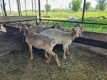 Баран, овца: Продаю | Ягненок | Арашан | Для разведения | Племенные — 10