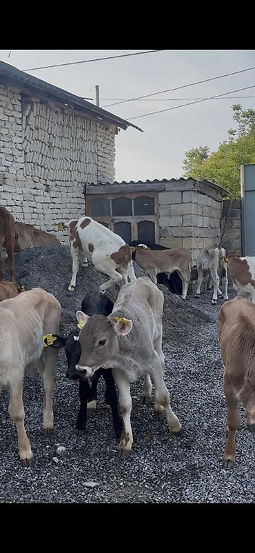Dana, buzov: 1250 Manatdan BAŞLAYİR! Simental, Angus Şarol Lumizin Ağqulaq — 25