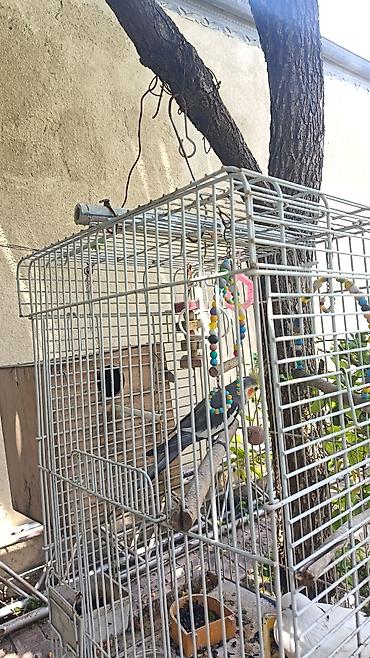 korella tutuquşu: Nimfa (cockatiel) – boz-gövdəli, sarı başlı, yanaqlarında narıncı — 3
