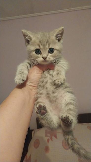 Pişiklər: Britan — 7